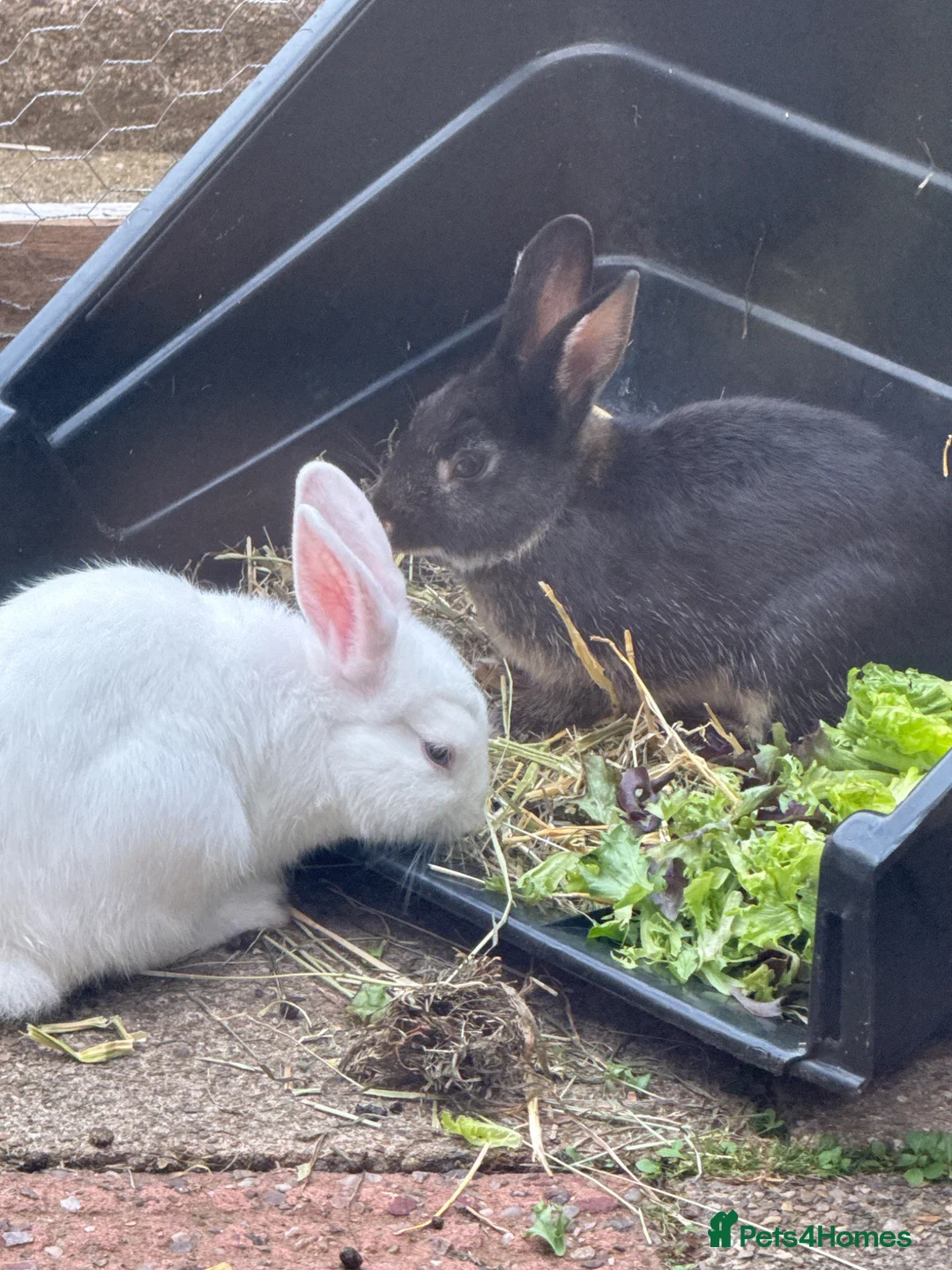 Mixed Breed rabbits for sale: Baby bunnies - Advert 2