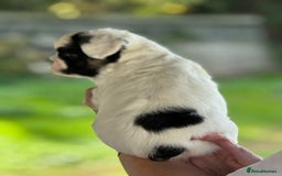 French Bulldog dogs for sale: Fluffy frenchie pups  - Image 17