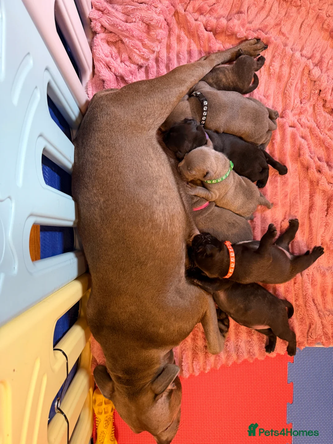 Staffordshire Bull Terrier dogs for sale: KC Staffordshire bull terrier pups  in Penarth - Advert 1