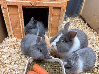 Lionhead rabbits Netherland x lionhead - Advert 16