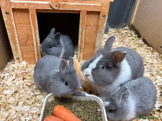 Lionhead rabbits Netherland x lionhead - Advert 8