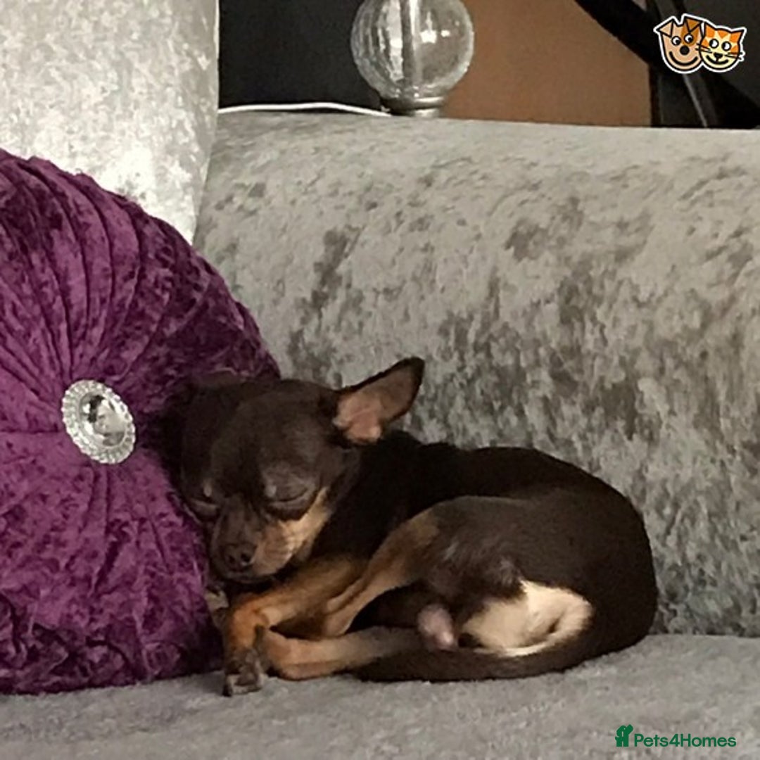 Chihuahua dogs for stud: chihuahua tri colour kc registered for stud in Enfield - Image 3