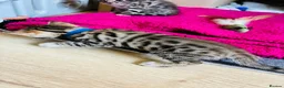 Bengal cats for sale: Stunning Bengal Kittens  - Advert 14