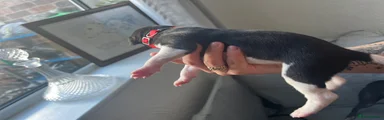 Whippet 3