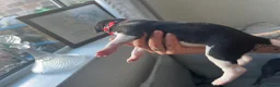 Whippet dogs for sale: KC registered whippet puppies  - Advert 7