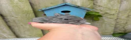 Netherland Dwarf rabbits for sale: Netherland dwarf rabbits - Advert 2