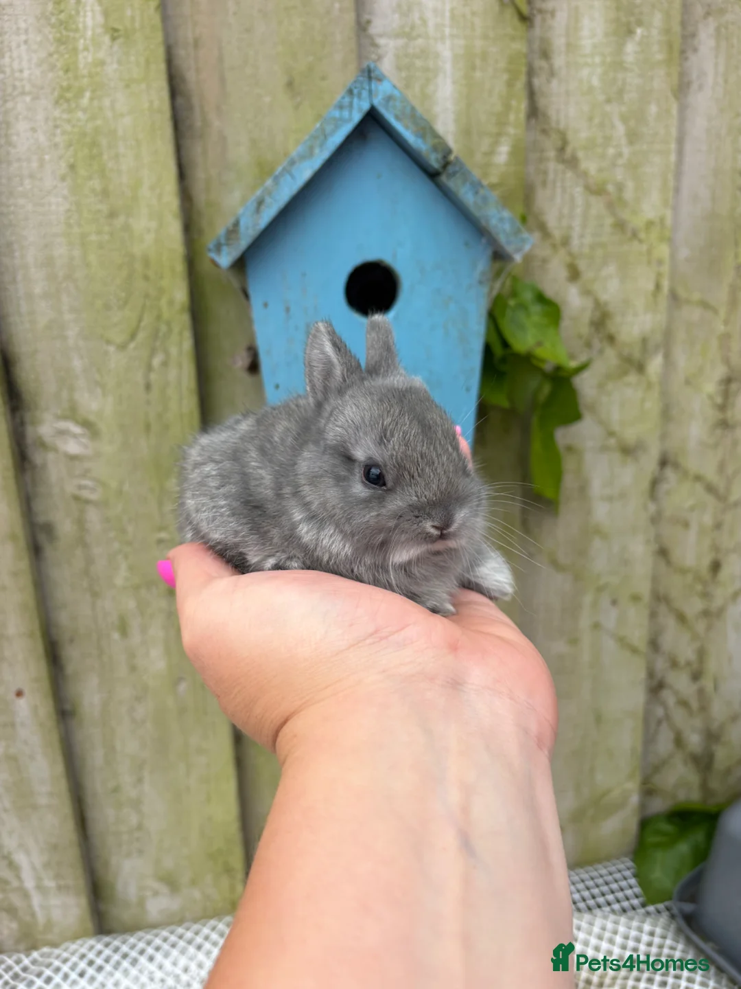 Netherland Dwarf rabbits for sale: Netherland dwarf rabbits - Advert 2