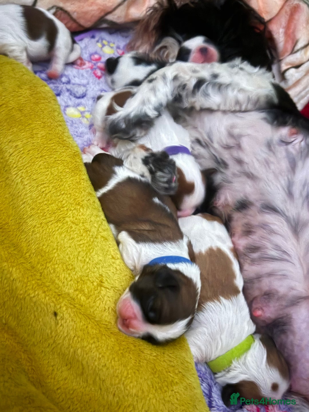Shih Tzu dogs for sale: ShihTzu Newborn Puppies 💕Home-Raised & Well-Loved - Advert 13