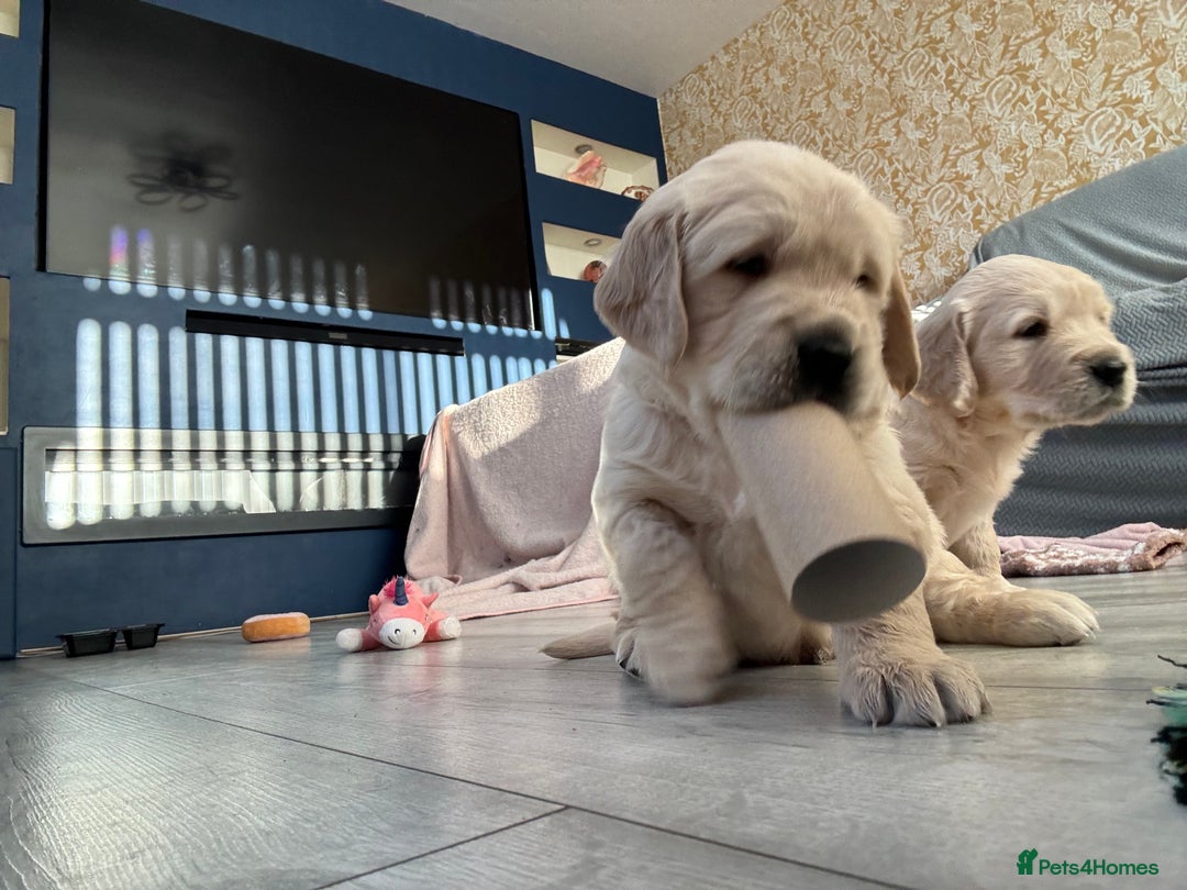 Golden Retriever dogs for sale: KC registered golden retriever puppies - Advert 6