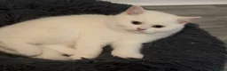 British Shorthair cats for sale: ⭐️GCCF registered British shorthair kittens⭐️ - Advert 5