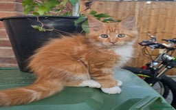 Maine Coon cats for sale: TICA registered pedigree Maincoon kittens . - Image 10