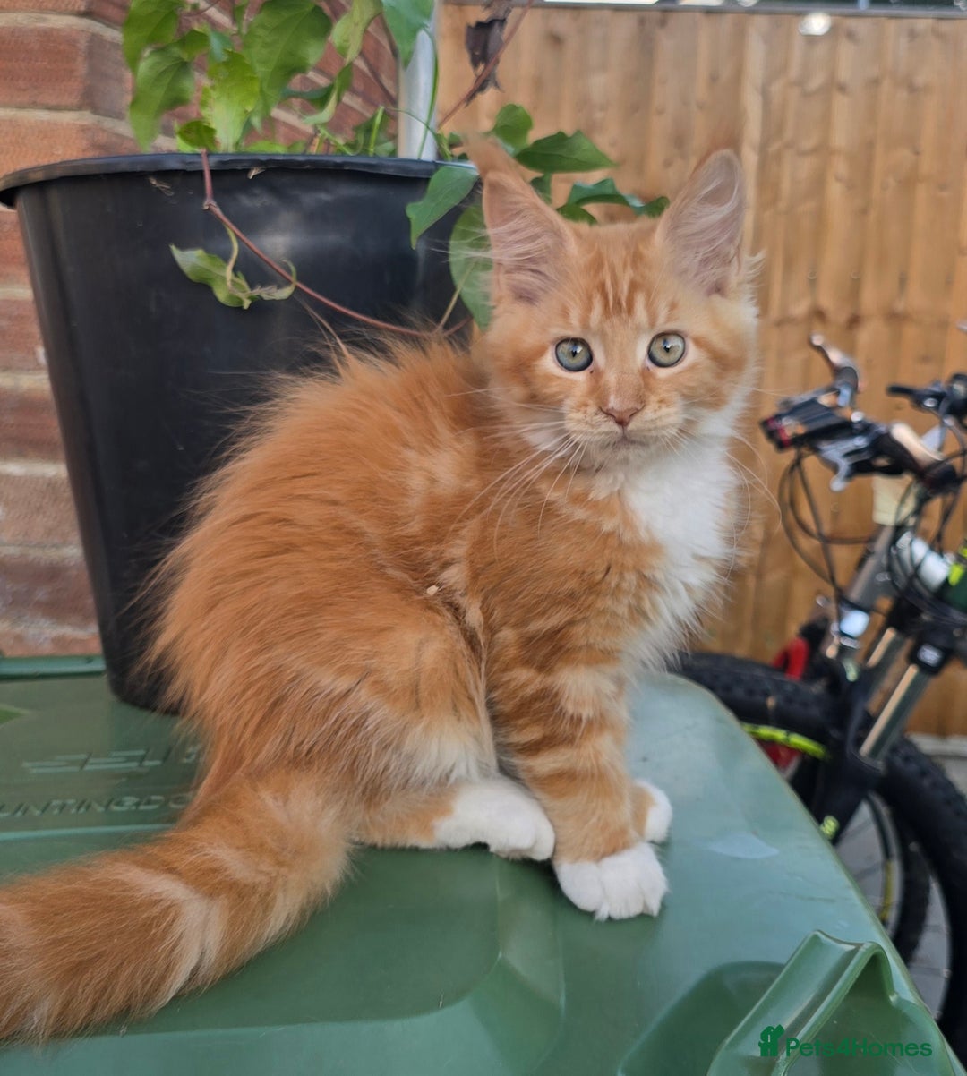 Maine Coon cats for sale: TICA registered pedigree Maincoon kittens . - Image 10