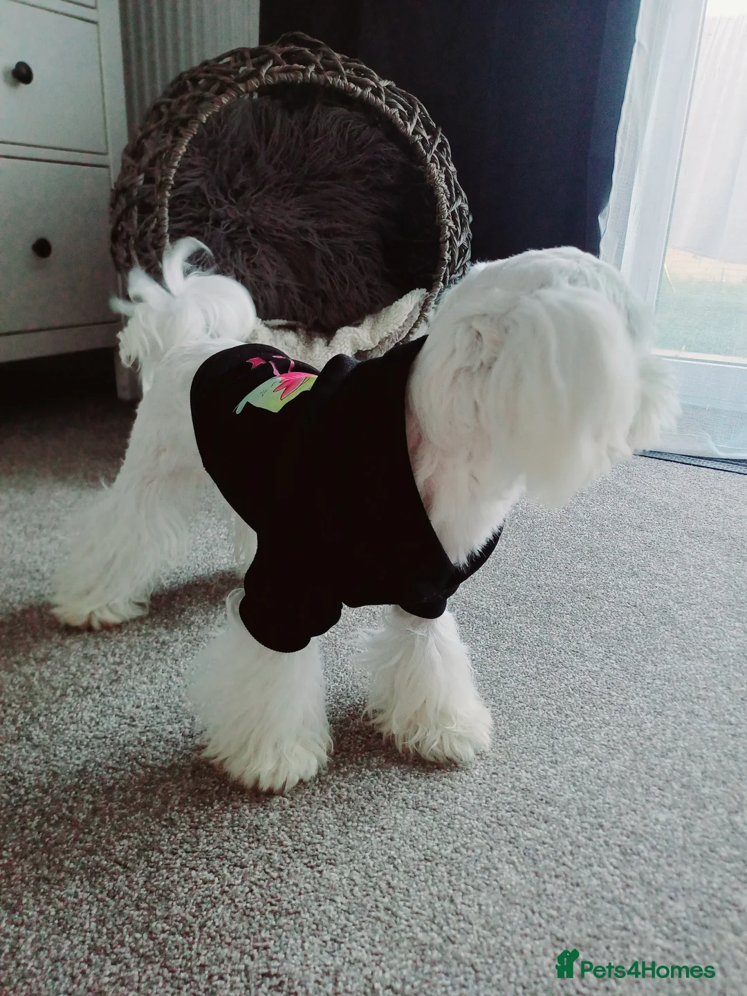 Maltese dogs for stud: New Adroble boy only for stud whit baby face :) - Advert 5