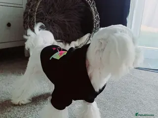 Maltese dogs New Adroble boy only for stud whit baby face :) - Advert 16