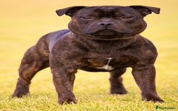 Staffordshire Bull Terrier dogs for stud: Crufts Qualified red and blue carrier stud  - Image 3