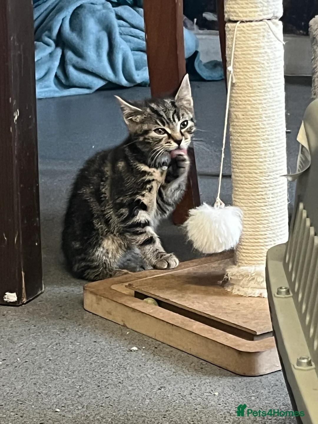 Mixed Breed cats for sale: Stunning 9 week old Tabby Female Kitten - Advert 4