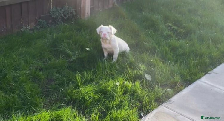 French Bulldog dogs - Advert 1