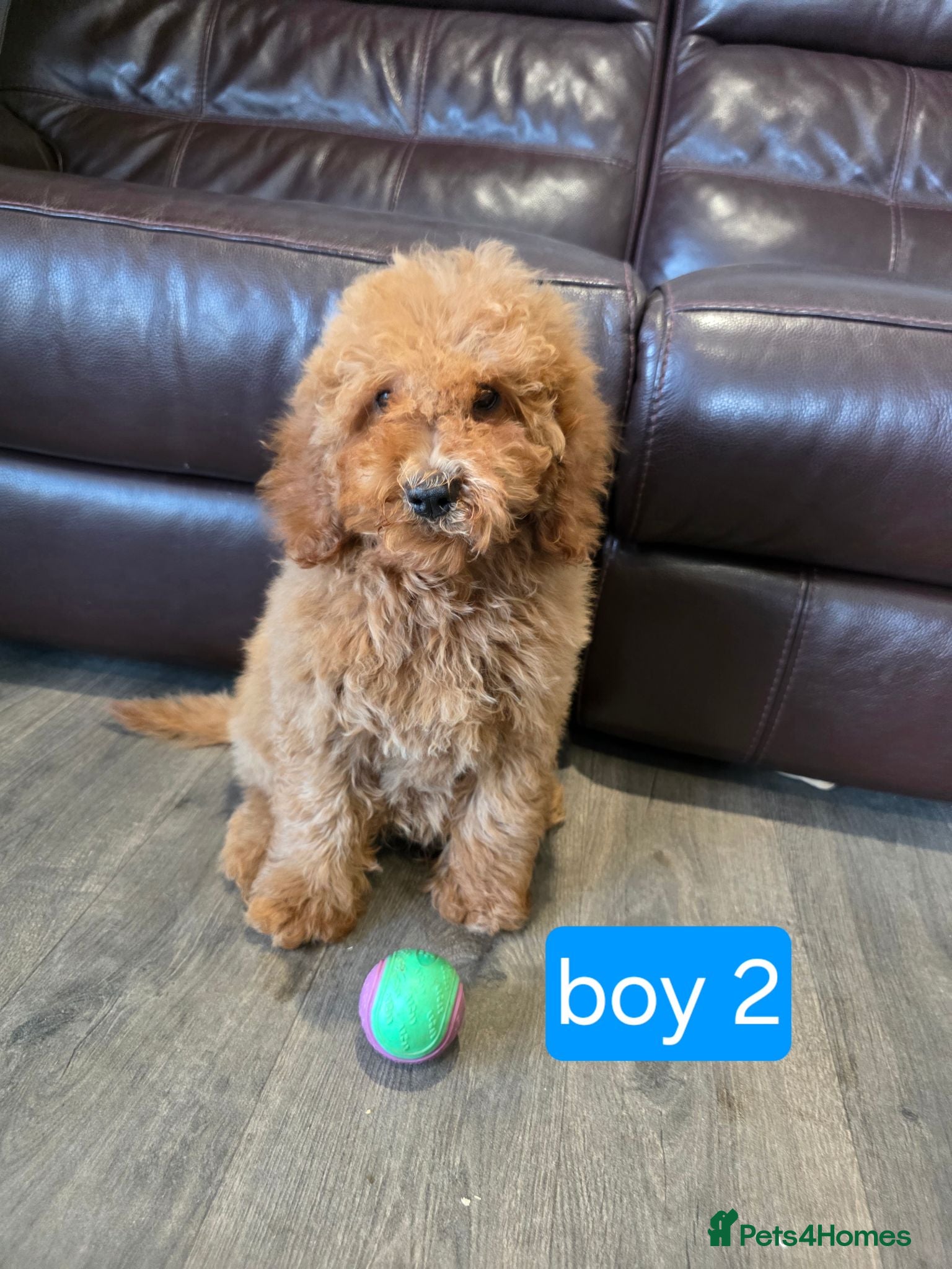 Cavapoo dogs 2 left Adorable F1B Cavapoo puppies for sale  - Advert 1