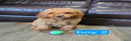Cavapoo dogs for sale: Adorable F1B Cavapoo puppies for sale  - Advert 19