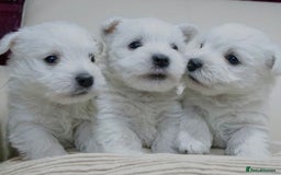 West Highland Terrier dogs for sale: Traditional Pedigree West Highland Terrier Pups  - Image 1