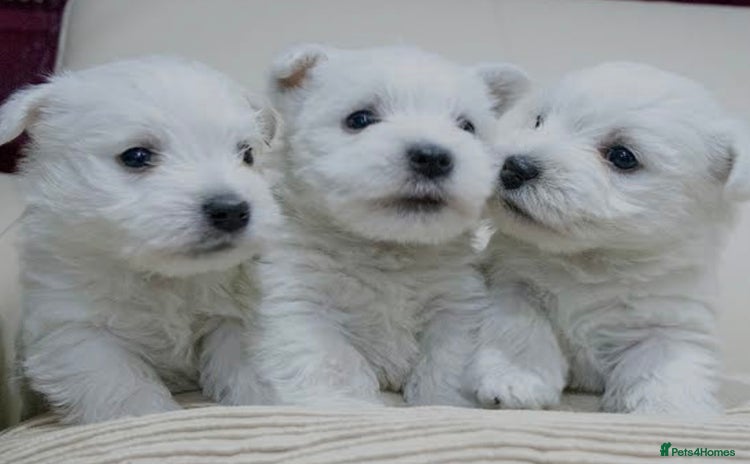West Highland Terrier dogs - Advert 3