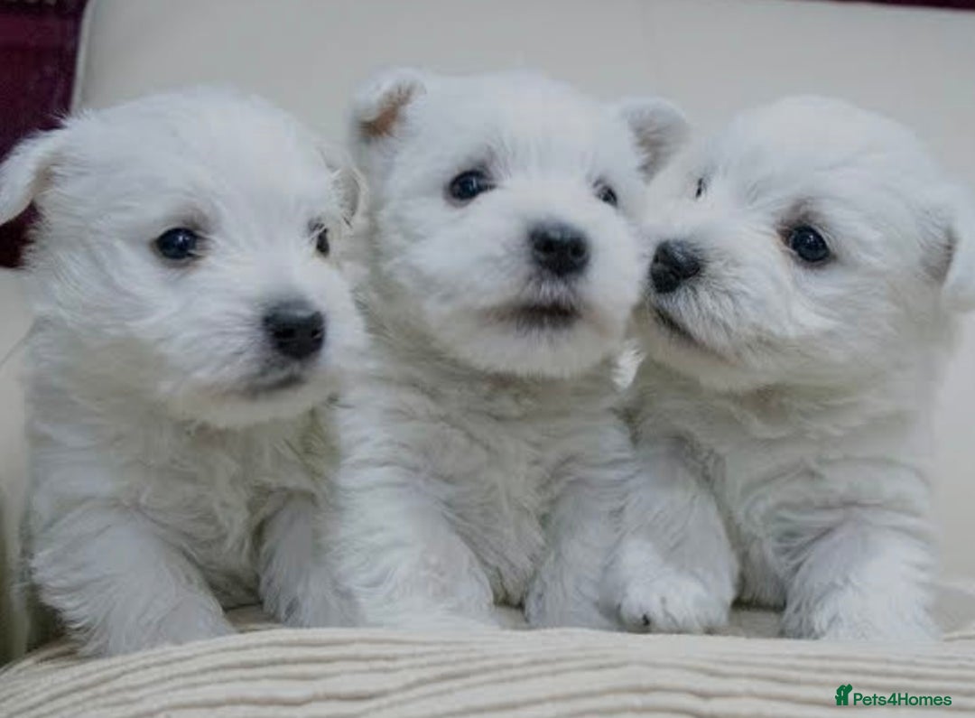 West Highland Terrier dogs for sale: Traditional Pedigree West Highland Terrier Pups  - Image 1