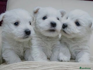 West Highland Terrier dogs - Advert 2