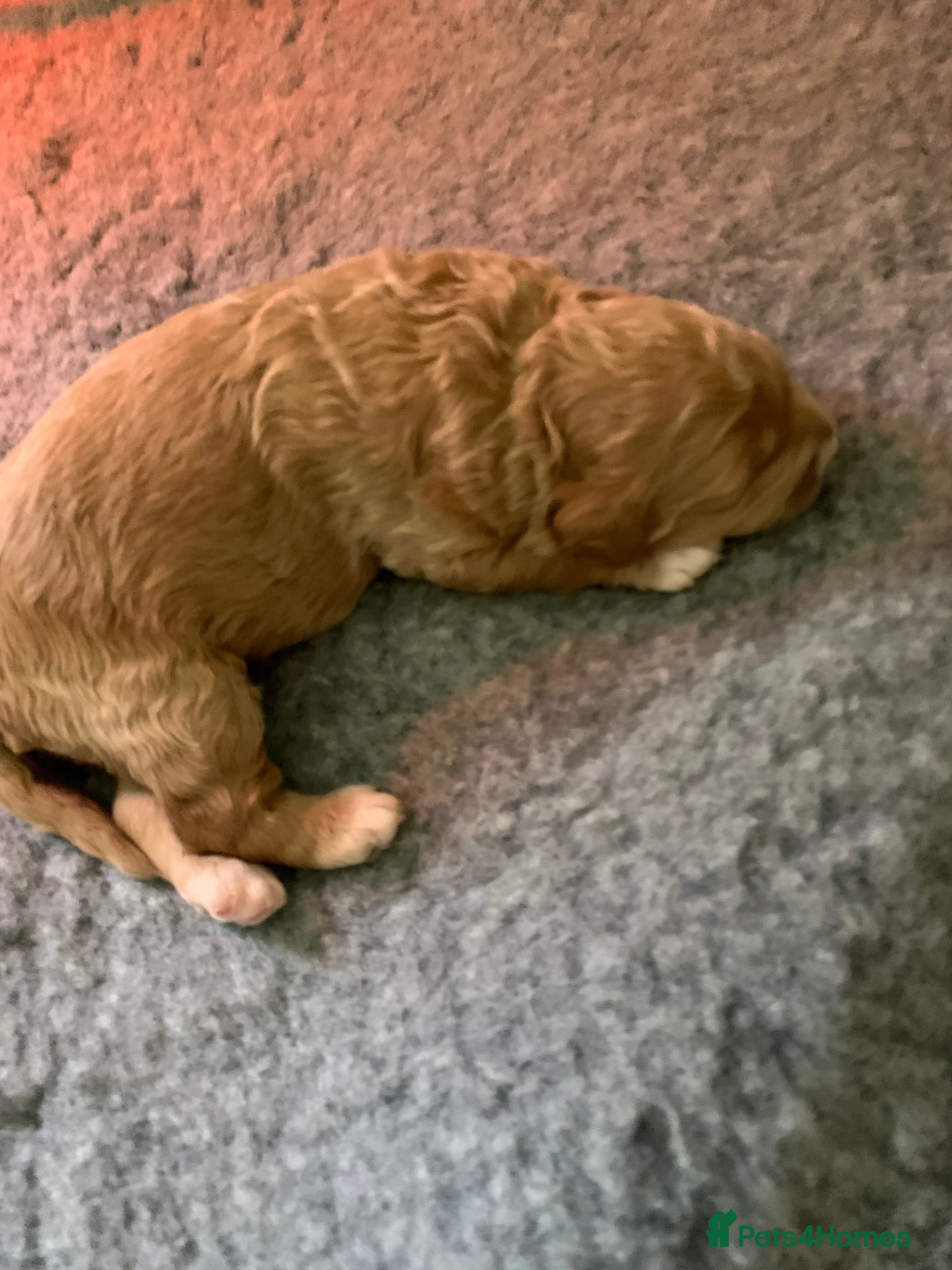 Goldendoodle dogs Goldendoodle/double doodle - Advert 17