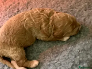 Goldendoodle dogs Goldendoodle/double doodle - Advert 17