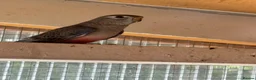 Parakeets birds for sale: Young Rosebourke parakeet in Billingham - Advert 4