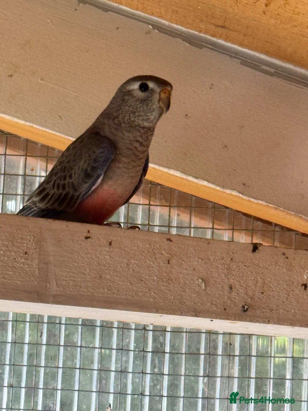 Parakeets birds for sale: Young Rosebourke parakeet in Billingham - Advert 4
