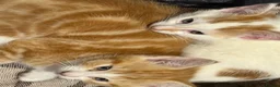 Mixed Breed cats for sale: Kittens  - Advert 8
