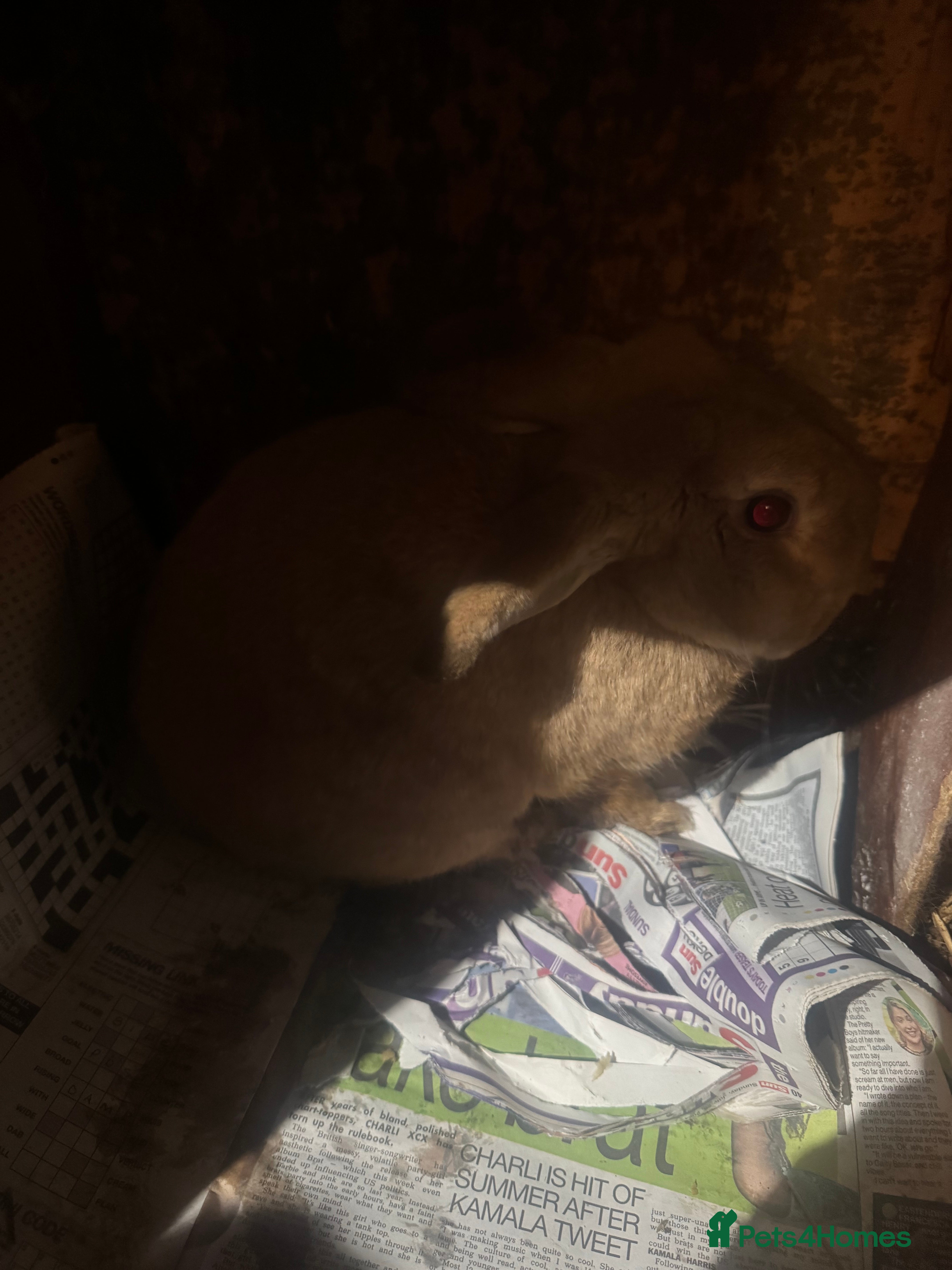 Mixed Breed rabbits Rabbit free to good home - Advert 1