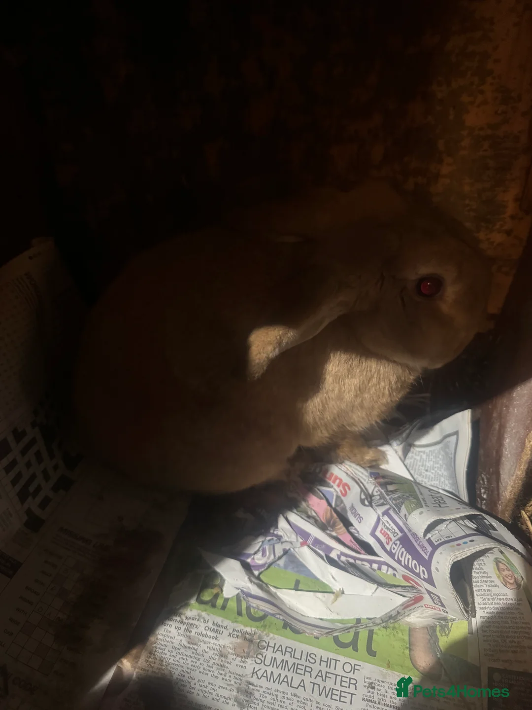 Mixed Breed rabbits for sale: Rabbit free to good home - Advert 1