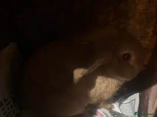 Mixed Breed rabbits Rabbit free to good home - Advert 13