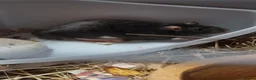 Rat rodents for sale: Male rats  - Advert 3