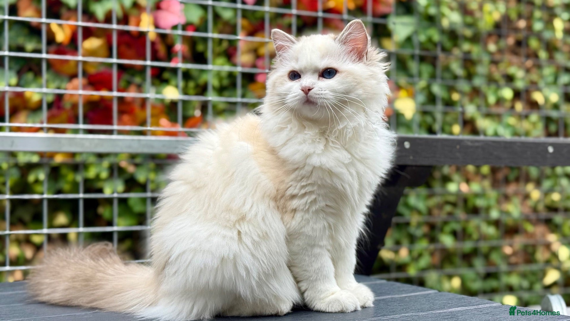 Ragdoll cats Last litter girl ready to leave  - Advert 2