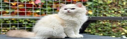 Ragdoll cats for sale: Last litter girl ready to leave  - Advert 2
