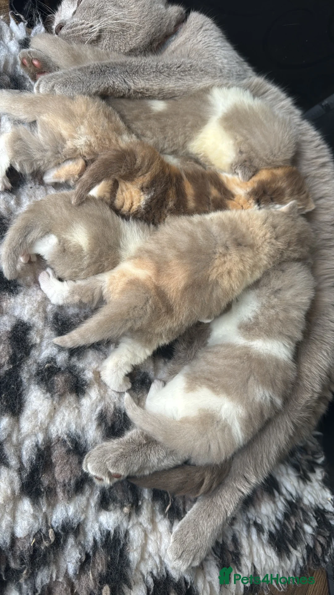 British Shorthair cats for sale: Health tested parents gccf reg lilac & white males - Advert 1