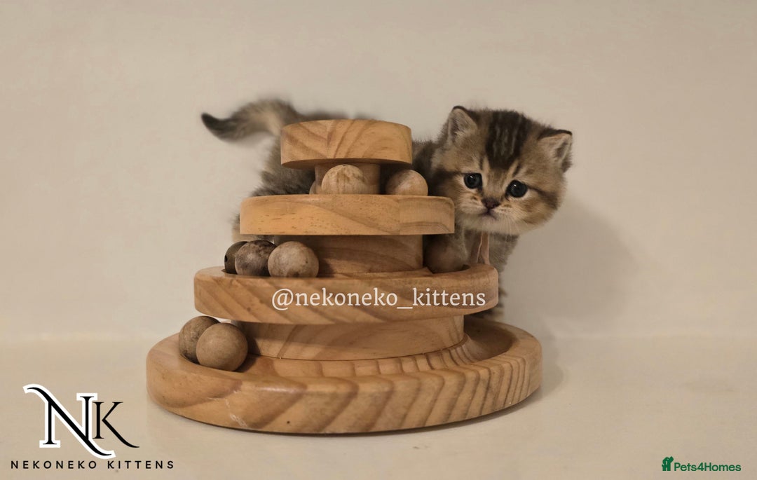 British Shorthair cats for sale: GCCF REGISTERED BSH TEDDY'S 🐻 🧸  - Advert 23