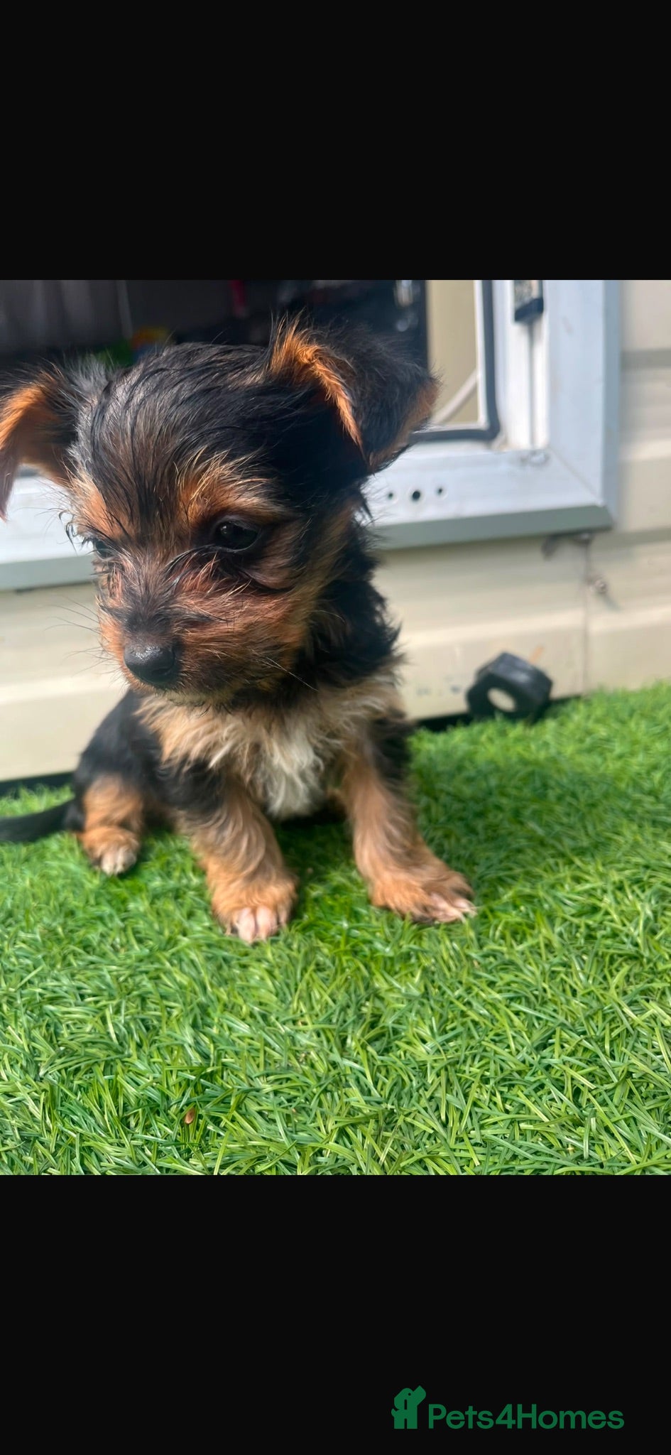 Yorkshire Terrier dogs YORKSHIRE TERRIERS X JACK RUSSELL - Advert 3