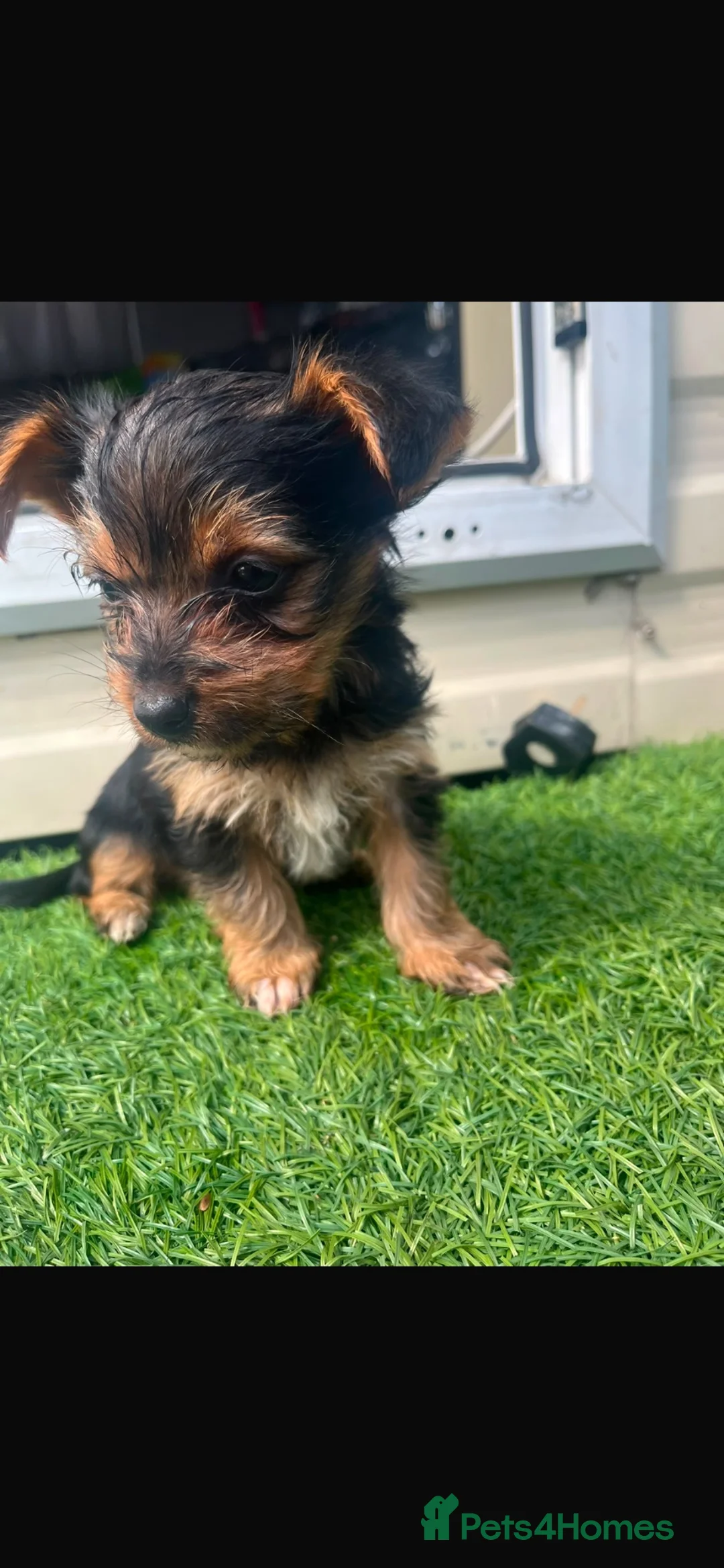 Yorkshire Terrier dogs for sale: YORKSHIRE TERRIERS X JACK RUSSELL in Iver - Advert 1