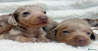 Miniature Dachshund dogs - Advert 2