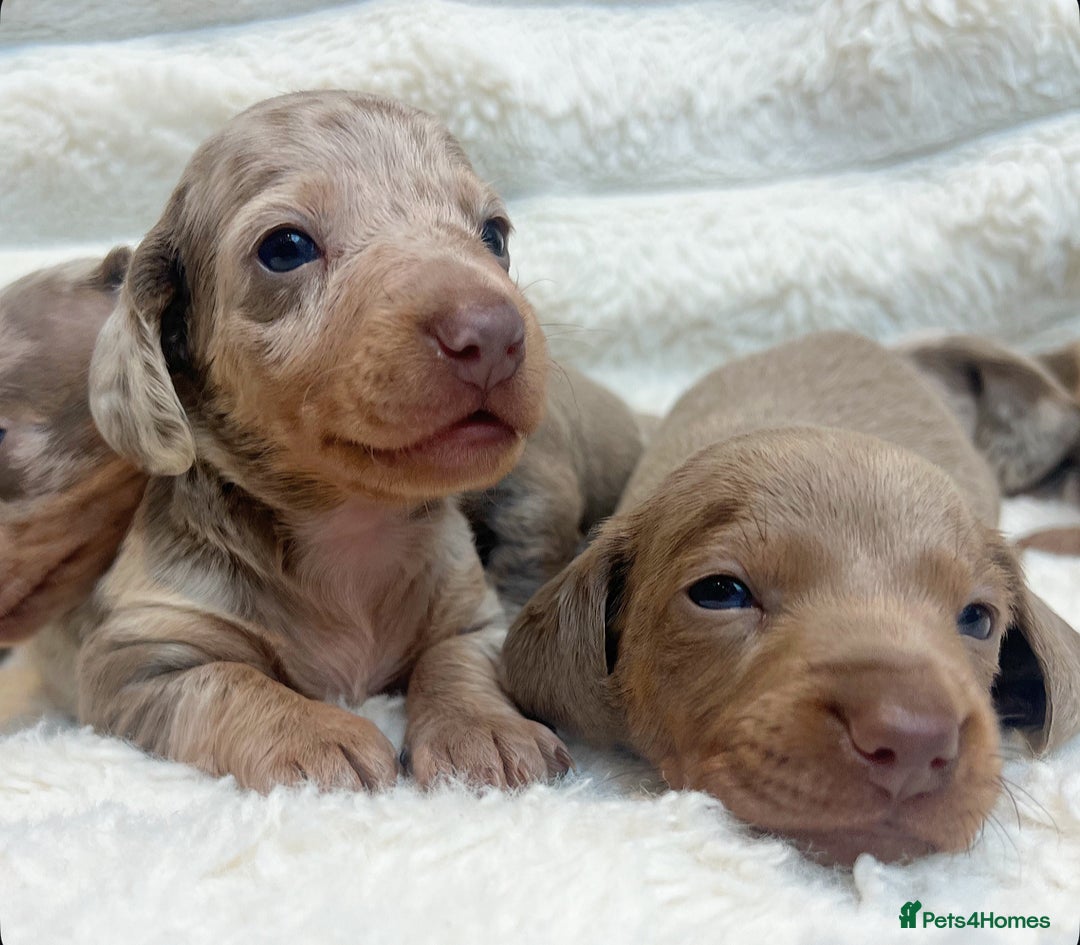 Miniature Dachshund dogs for sale: Miniature dachshunds  - Image 5