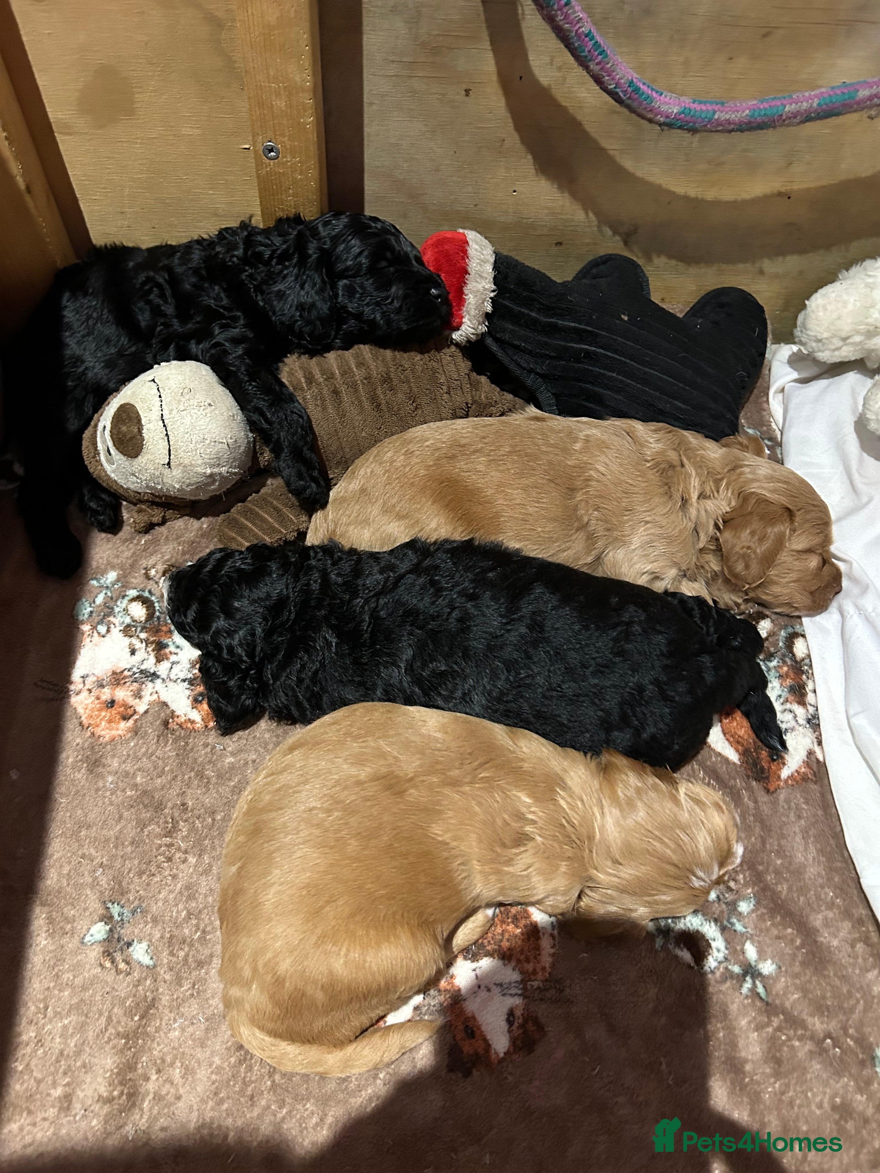 Cockapoo dogs 2 girls Miniature cockapoo puppies for sale - Advert 12