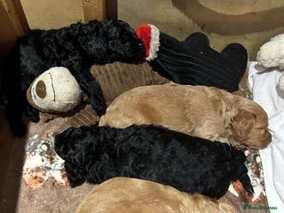 Cockapoo dogs 2 girls Miniature cockapoo puppies for sale - Advert 1