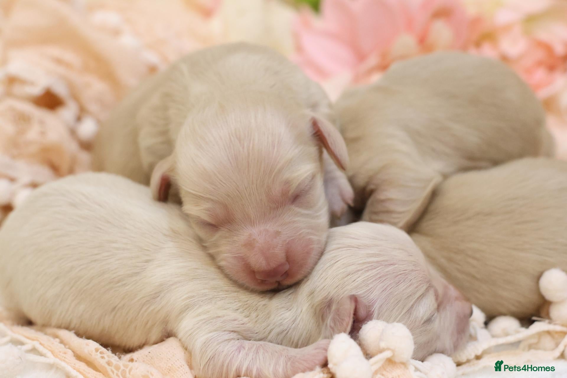 Miniature Dachshund dogs KC Cream Longhair Miniature Dachshund Puppies - Advert 2
