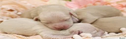 Miniature Dachshund dogs for sale: KC Cream Longhair Miniature Dachshund Puppies in Wisbech - Advert 2