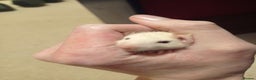 Rat rodents for sale: Lovely tame rats for sale red eyed, normal, albino - Advert 5