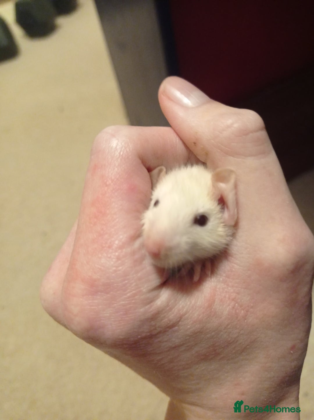 Rat rodents for sale: Lovely tame rats for sale red eyed, normal, albino - Advert 5